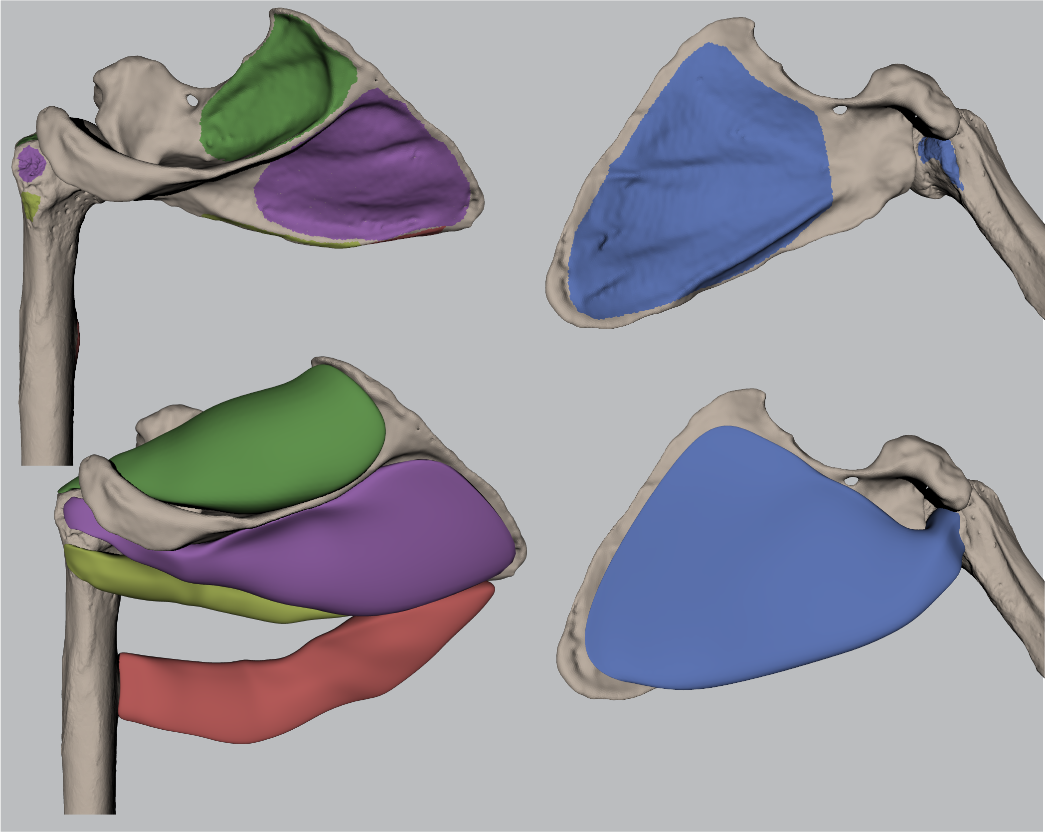 3D Reconstruction of Shoulder Muscles in Hominoid Primates - Code content - Home